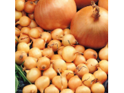 Turbo Onion Sets